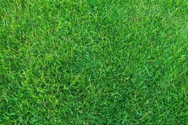 Arka plan için yeşil çimen dokusu. Yeşil çimen deseni ve doku arkaplanı. Resmi kapat..