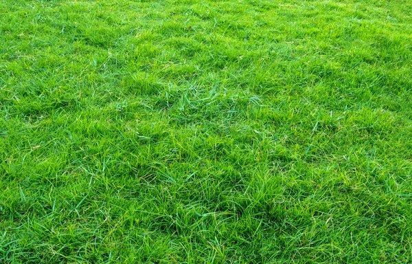 Hintergrund Der Grünen Wiese Muster Und Struktur Von Grünem Gras — Stockfoto