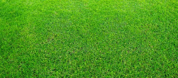 Landscape Grass Field Green Public Park Use Natural Background Backdrop — Stock Photo, Image