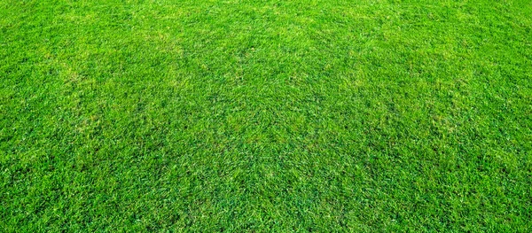 自然背景や背景として緑の公園使用内の芝生広場の風景です フィールドの緑の草のテクスチャです スタジアムの草の風景の背景 — ストック写真