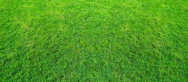 Paisagem Campo Grama Parque Público Verde Usar Como Fundo Natural — Fotografia de Stock