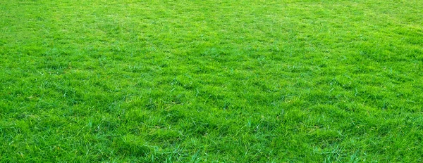 Landscape Grass Field Green Public Park Use Natural Background Backdrop — Stock Photo, Image