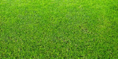 Peyzaj çim alanın doğal bac olarak yeşil Parkı kullanımda