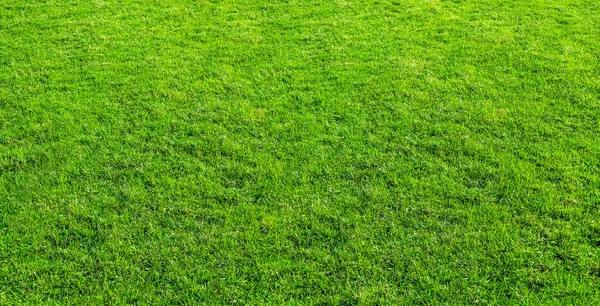 Paisaje del campo de hierba en el uso verde del parque público como bac natural —  Fotos de Stock