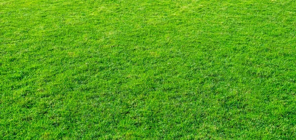 Landschap van grasveld groen openbaar park gebruikt als natuurlijke bac — Stockfoto