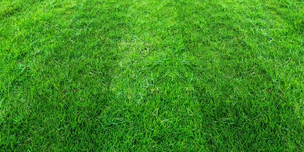 Green grass field pattern background for soccer and football spo