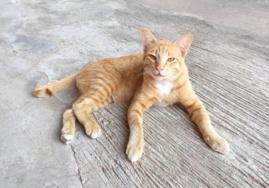 Mutlu kırmızı kedi portresi. Anasayfa kedi dinlenmek aktivite. Evde beslenen hayvan - Sma