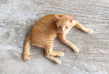 Mutlu kırmızı kedi portresi. Anasayfa kedi dinlenmek aktivite. Evde beslenen hayvan - Sma