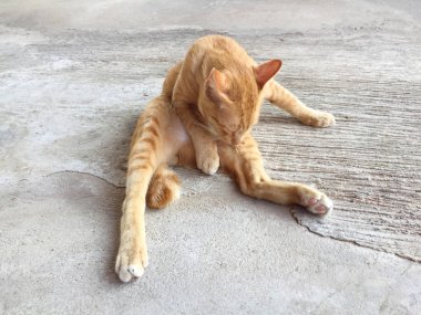 Mutlu kırmızı kedi portresi. Anasayfa kedi dinlenmek aktivite. Evde beslenen hayvan - Sma