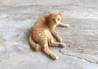 Mutlu kırmızı kedi portresi. Anasayfa kedi dinlenmek aktivite. Evde beslenen hayvan - Sma