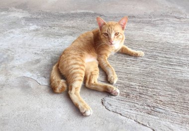 Mutlu kırmızı kedi portresi. Anasayfa kedi dinlenmek aktivite. Evde beslenen hayvan - Sma