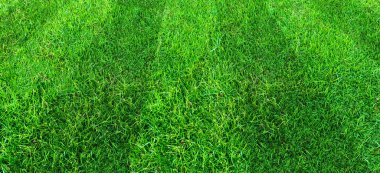 Futbol ve futbol spo için yeşil çim alan desen arka plan