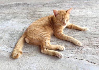 Mutlu kırmızı kedi portresi. Anasayfa kedi dinlenmek aktivite. Evde beslenen hayvan, Anim