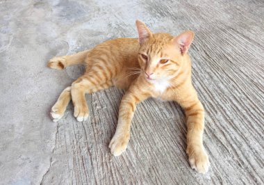 Mutlu kırmızı kedi portresi. Anasayfa kedi dinlenmek aktivite. Evde beslenen hayvan, Anim