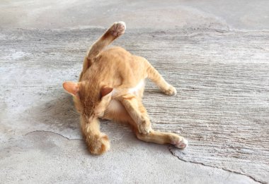 Mutlu kırmızı kedi portresi. Anasayfa kedi dinlenmek aktivite. Evde beslenen hayvan, Anim