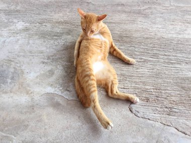 Mutlu kırmızı kedi portresi. Anasayfa kedi dinlenmek aktivite. Evde beslenen hayvan, Anim