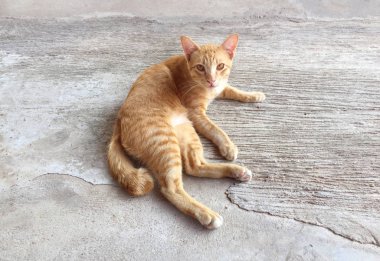 Mutlu kırmızı kedi portresi. Anasayfa kedi dinlenmek aktivite. Evde beslenen hayvan, Anim