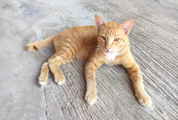 Boldog vörös macska portréja. A házi macska pihenjen tevékenység. PET - Sma — Stock Fotó