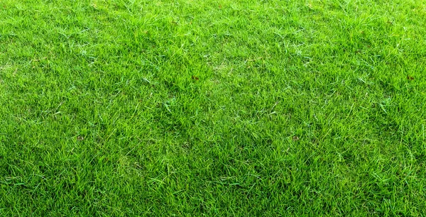Paisagem do campo de grama no parque público verde uso como bac natural — Fotografia de Stock
