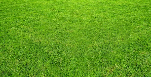 Paisagem do campo de grama no parque público verde uso como bac natural — Fotografia de Stock