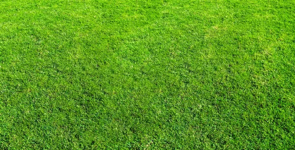 Landschaft der Rasenfläche im grünen öffentlichen Park Nutzung als natürliche bac — Stockfoto