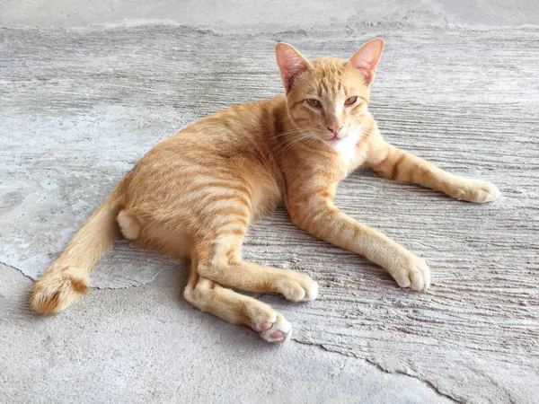 Boldog vörös macska portréja. A házi macska pihenjen tevékenység. Kisállat, Anim — Stock Fotó