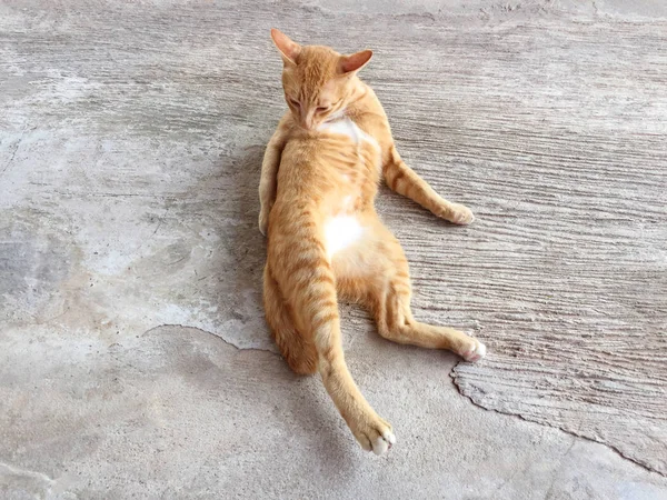 Mutlu kırmızı kedi portresi. Anasayfa kedi dinlenmek aktivite. Evde beslenen hayvan, Anim