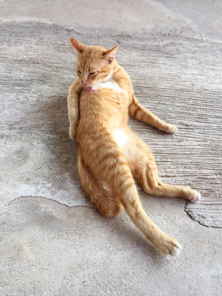 Mutlu kırmızı kedi portresi. Anasayfa kedi dinlenmek aktivite. Evde beslenen hayvan, Anim