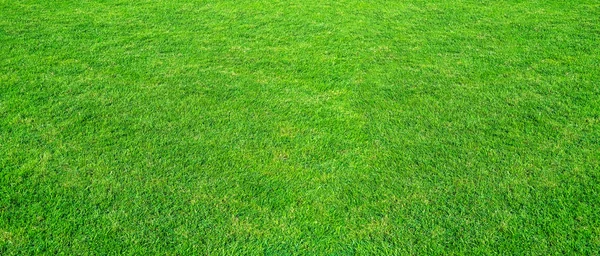 Krajobraz pole trawa zielony park publiczny używany jako naturalny bac — Zdjęcie stockowe