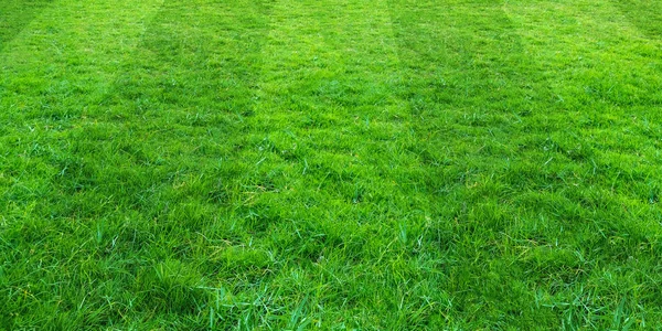 Latar belakang lapangan rumput hijau untuk sepak bola dan spo sepak bola — Stok Foto