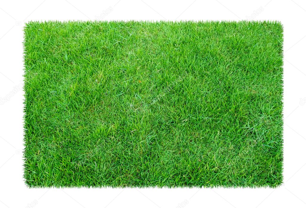 Green grass. Natural texture background. Fresh spring green grass. isolated on white background with clipping path.