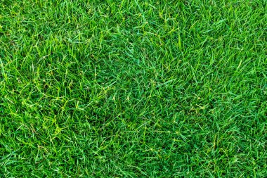 Arka plan için yeşil çim dokusu. Yeşil çim desen ve textu