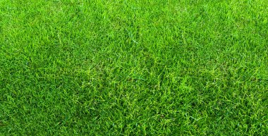 Arka plan için yeşil çim dokusu. Yeşil çim desen ve textu