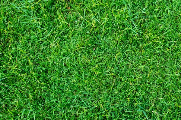 Textura de hierba verde para el fondo. Patrón de césped verde y textu —  Fotos de Stock