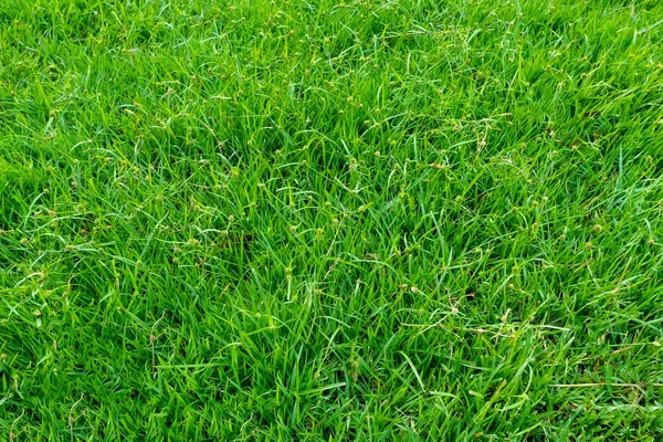 Textura de hierba verde para el fondo. Patrón de césped verde y textu —  Fotos de Stock