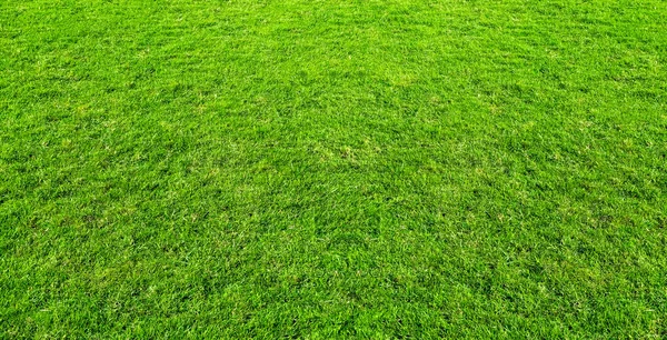 Landscape of grass field in green public park use as natural bac — Stock Photo, Image