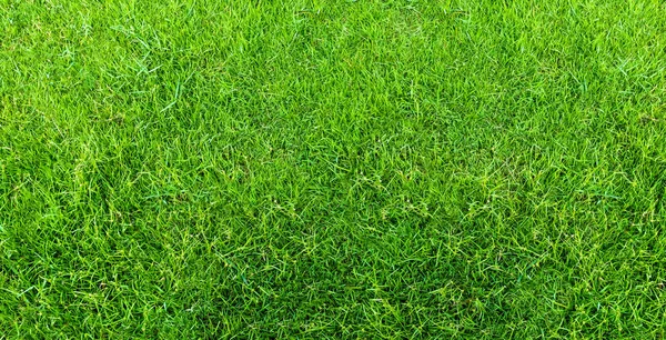 Textura de hierba verde para el fondo. Patrón de césped verde y textu — Foto de Stock