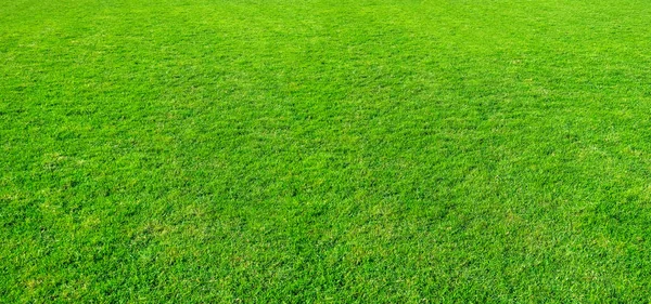 自然な bac として緑豊かな公共公園使用内の芝生広場の風景 — ストック写真
