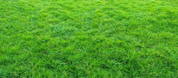 Lanskap lapangan rumput di taman umum hijau digunakan sebagai bac alami — Stok Foto
