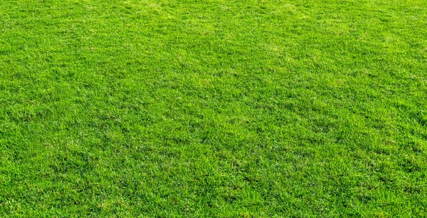 Landscape of grass field in green public park use as natural bac — Stock Photo, Image