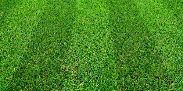Zelená tráva pole vzorek pozadí pro fotbal a fotbal spo — Stock fotografie