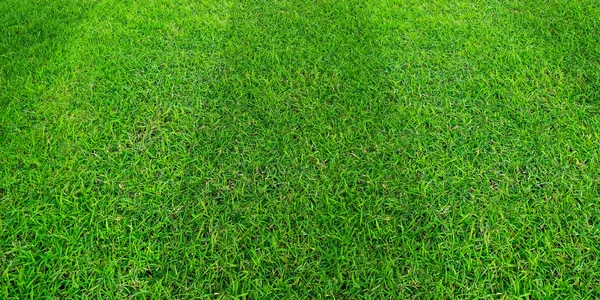 Green grass field pattern background for soccer and football spo