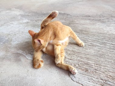 Mutlu kırmızı kedi portresi. Anasayfa kedi dinlenmek aktivite. Evde beslenen hayvan, Anim