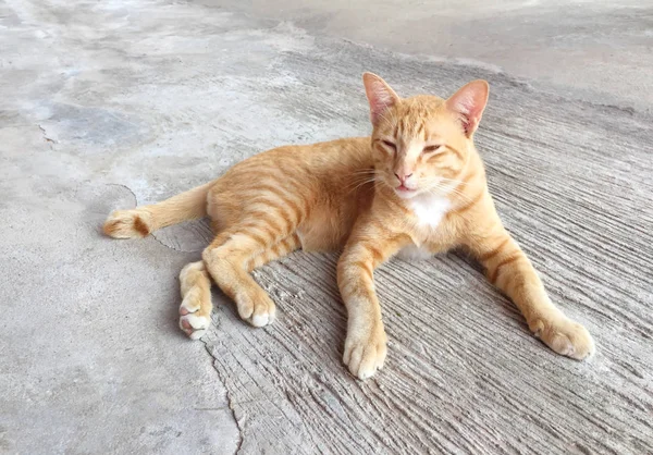 Portrét šťastný zámecká zahrada. Domácí kočka v relax činnost. PET, Anim — Stock fotografie