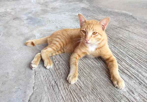 Boldog vörös macska portréja. A házi macska pihenjen tevékenység. Kisállat, Anim — Stock Fotó