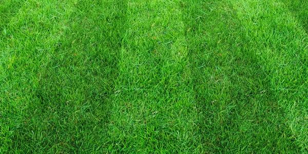 Green grass field pattern background for soccer and football spo
