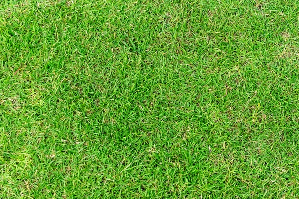 Tekstur Rumput Hijau Untuk Latar Belakang Pola Rumput Hijau Dan — Stok Foto