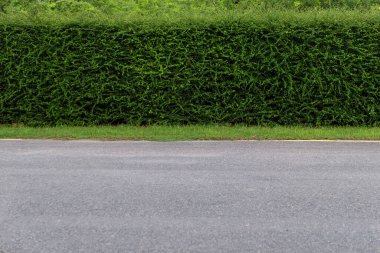 Yeşil kırsal kesimde asfalt yol eskrim ağacı arka planı ile.