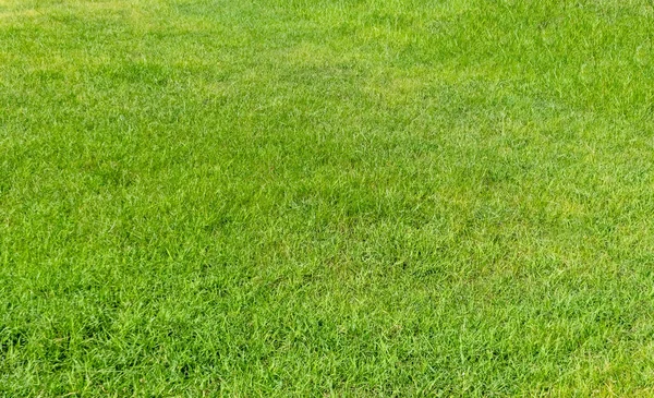 背景の緑の草の質感 緑の芝生のパターンとテクスチャの背景 クローズアップ画像 — ストック写真