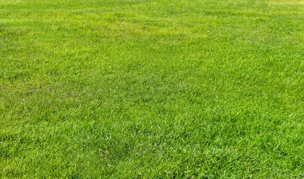 背景の緑の草の質感 緑の芝生のパターンとテクスチャの背景 — ストック写真